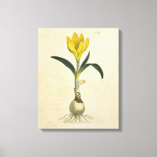 Amaryllis-Tulpe-Botanischer Garten-Blume Leinwanddruck