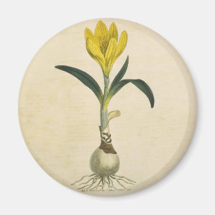 Amaryllis-Tulpe-Botanischer Garten-Blume Magnet