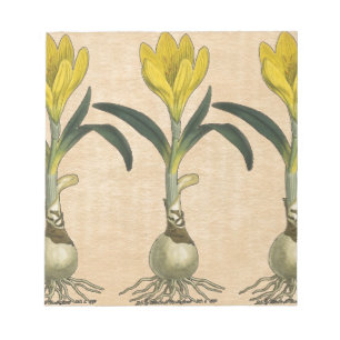 Amaryllis Tulpe Botanischer Garten Blume Notizblock
