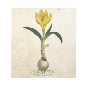 Amaryllis-Tulpe-Botanischer Garten-Blume Notizblock