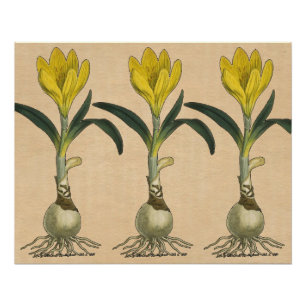 Amaryllis-Tulpe-Botanischer Garten-Blume Poster