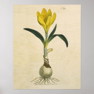 Amaryllis-Tulpe-Botanischer Garten-Blume Poster