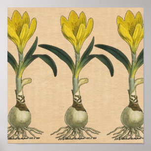 Amaryllis-Tulpe-Botanischer Garten-Blume Poster
