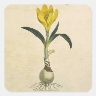 Amaryllis-Tulpe-Botanischer Garten-Blume Quadratischer Aufkleber