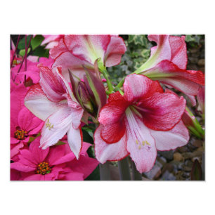 Amaryllis und Poinsettia Rote Blume Fotodruck