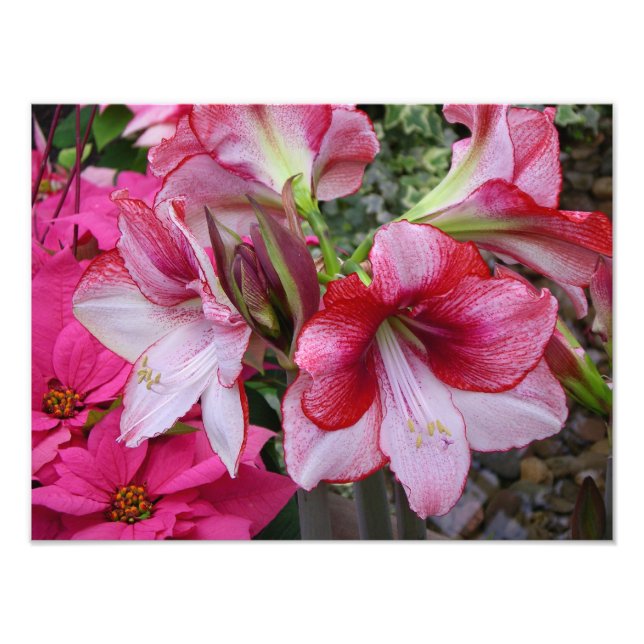 Amaryllis und Poinsettia Rote Blume Fotodruck (Vorne)
