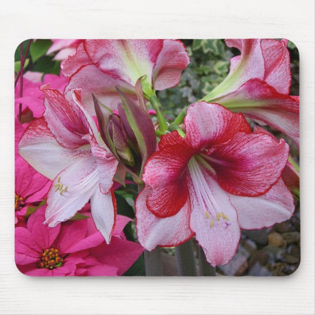 Amaryllis und Poinsettia Rote Blume Mousepad (Vorne)