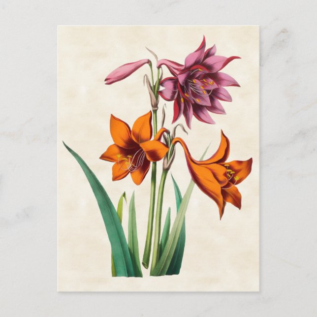 Amaryllis Vintag Botanisch Postkarte (Vorderseite)