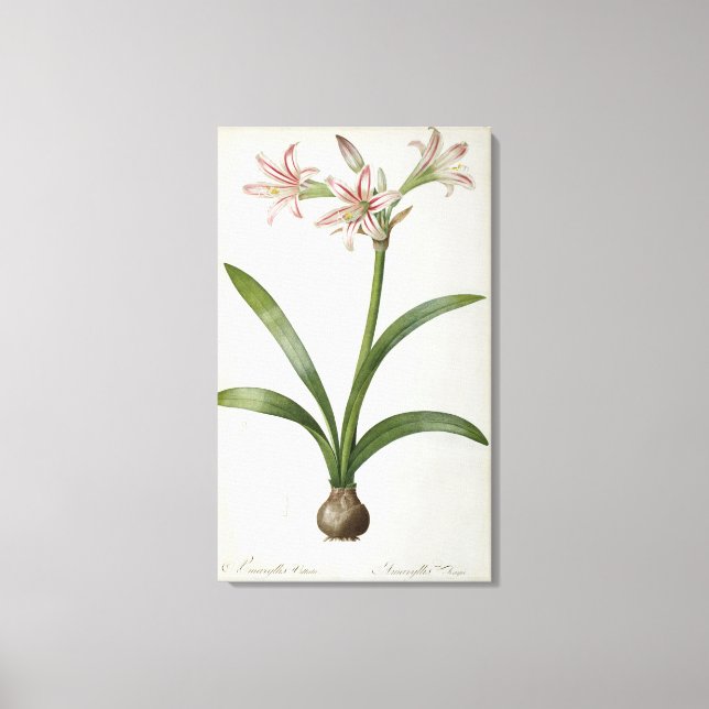 Amaryllis Vittata Leinwanddruck (Vorderseite)