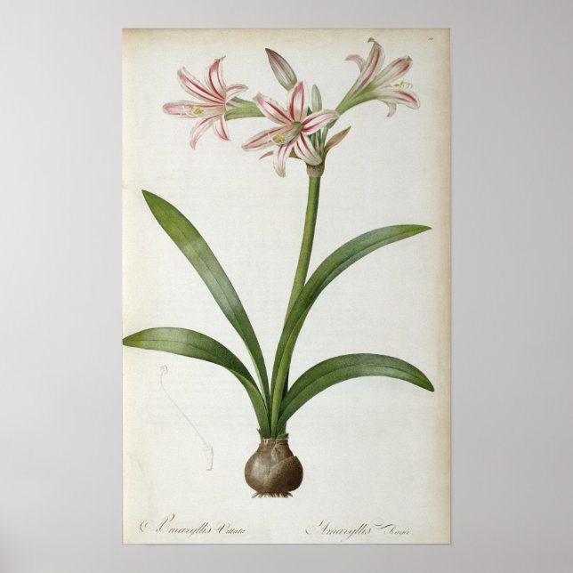 Amaryllis Vittata Poster (Vorne)