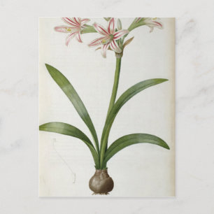 Amaryllis Vittata Postkarte