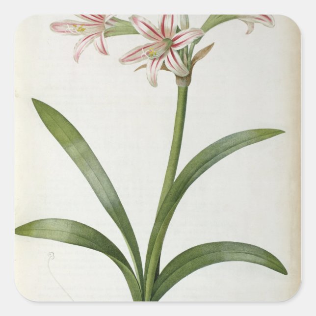 Amaryllis Vittata Quadratischer Aufkleber (Vorderseite)