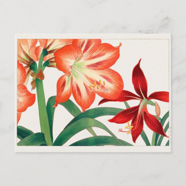 Amaryllis von Tanigami Konan Postkarte (Vorderseite)