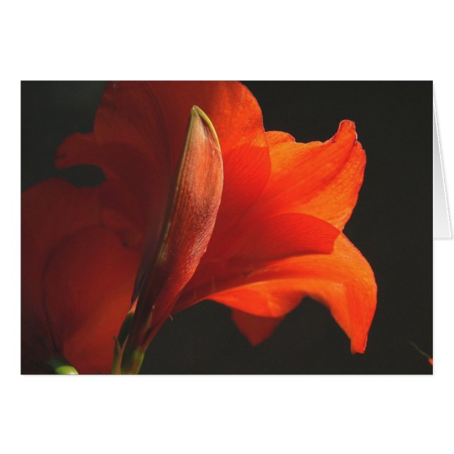 AmaryllisAndBud (Vorderseite (Horizontal))