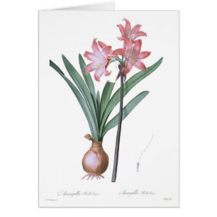 Amaryllistollkirsche