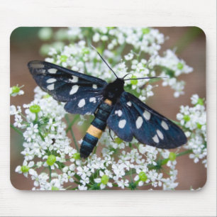Amata phegea mousepad