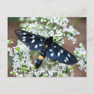 Amata phegea postkarte