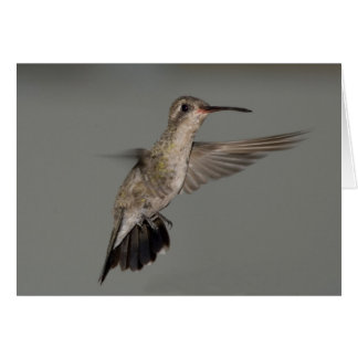 Amazilia rutila - Cinnamon Hummingbird