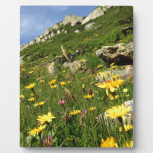 Amazing! Alpine flowers Fotoplatte