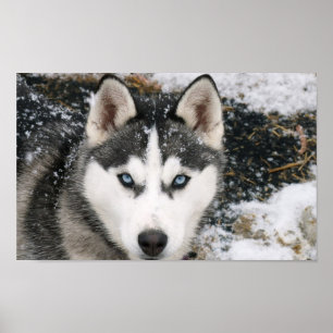 Amazing Husky Poster