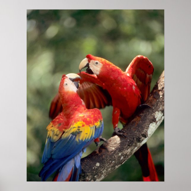 Amazon, Brasilien. Paar der Scharlachroten Macaws  Poster (Vorne)