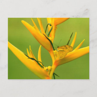 Amazon Humane Society: Amazon Nature Series Postkarte