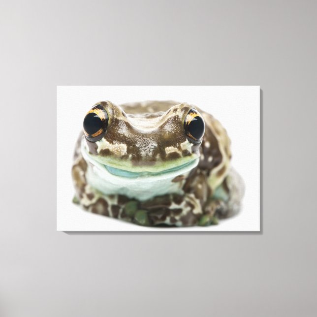 Amazon Milk Frog - Trachycephalus resinifictrix Leinwanddruck (Vorderseite)
