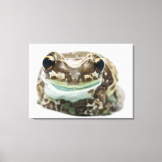 Amazon Milk Frog - Trachycephalus resinifictrix Leinwanddruck