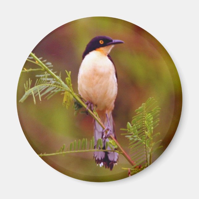 Amazon Nature Series: Peach Bird Magnet (Vorne)