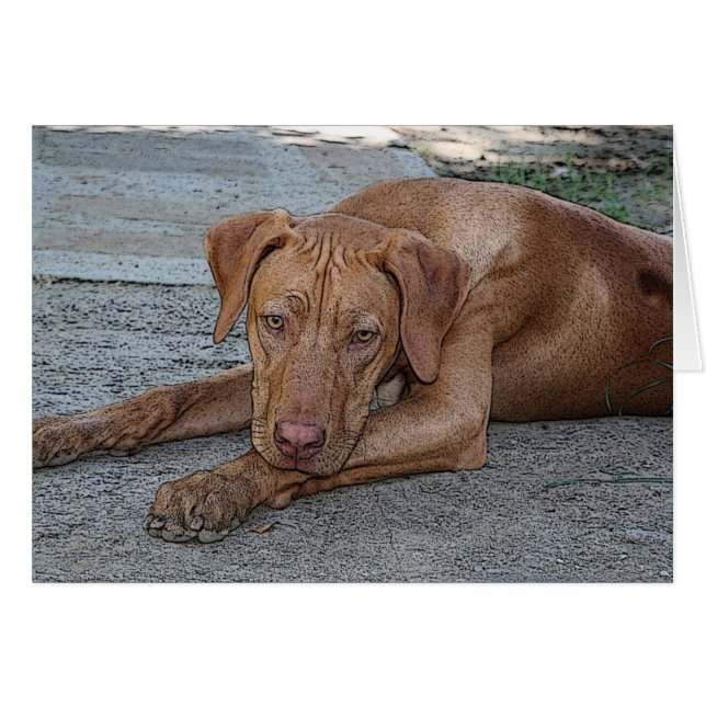 Amber-Mit Augen (Vorderseite (Horizontal))