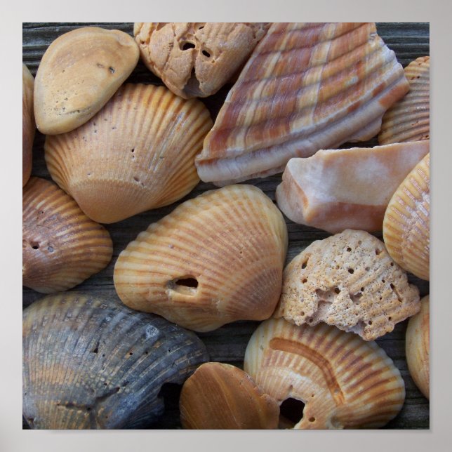 Amber Muscheln Poster (Vorne)