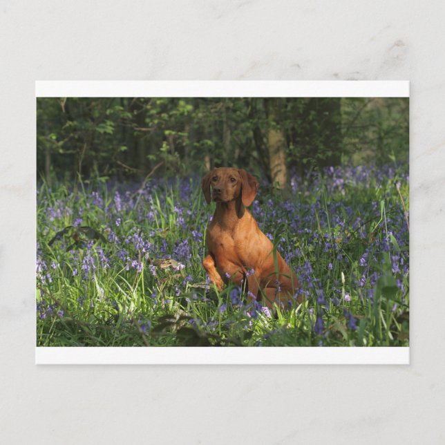 Amber Postkarte (Vorderseite)