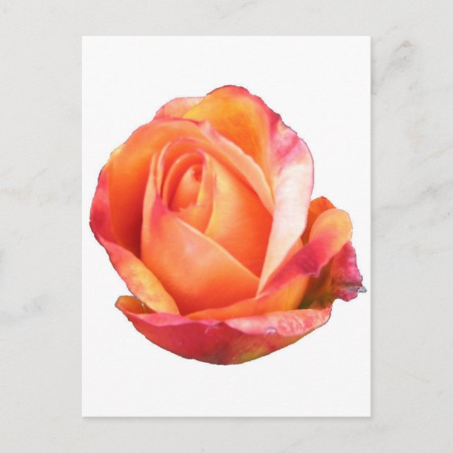 Amber Sunblaze Miniature Rose Postkarte (Vorderseite)
