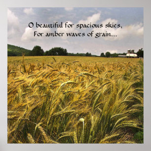 Amber Waves of Grain Poster