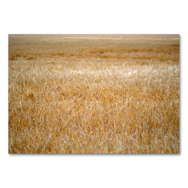 Amber Waves of Grain Tischnummer (Rückseite)