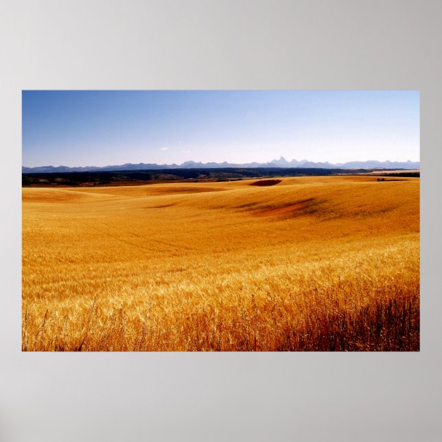 Amber Waves Poster (Vorne)