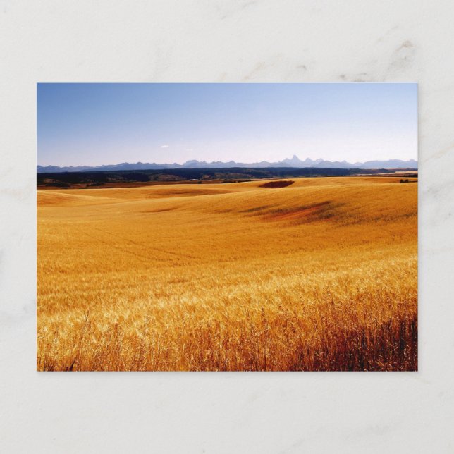 Amber Waves Postkarte (Vorderseite)