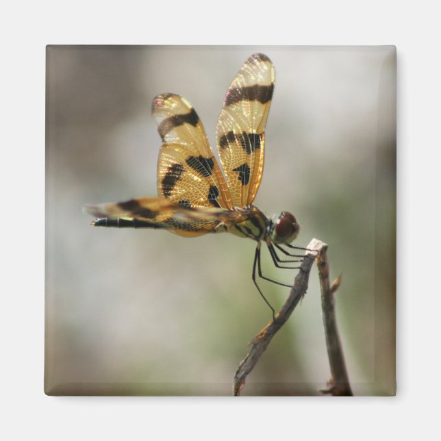 Amber Wings Magnet (Vorne)