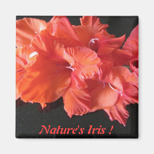 Amber's Iris Frig Magnet !