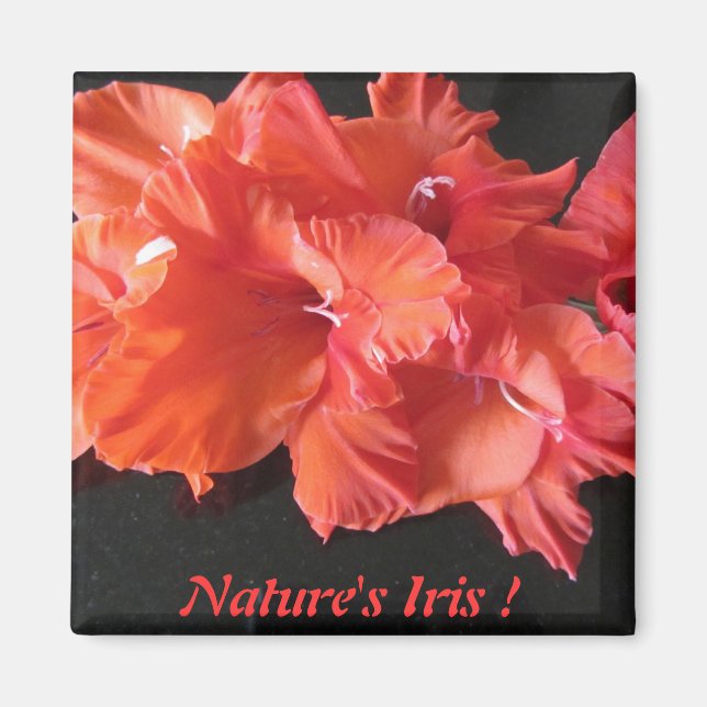 Amber's Iris Frig Magnet ! (Vorne)