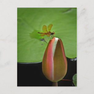 Amberwing Dragonfly Postkarte