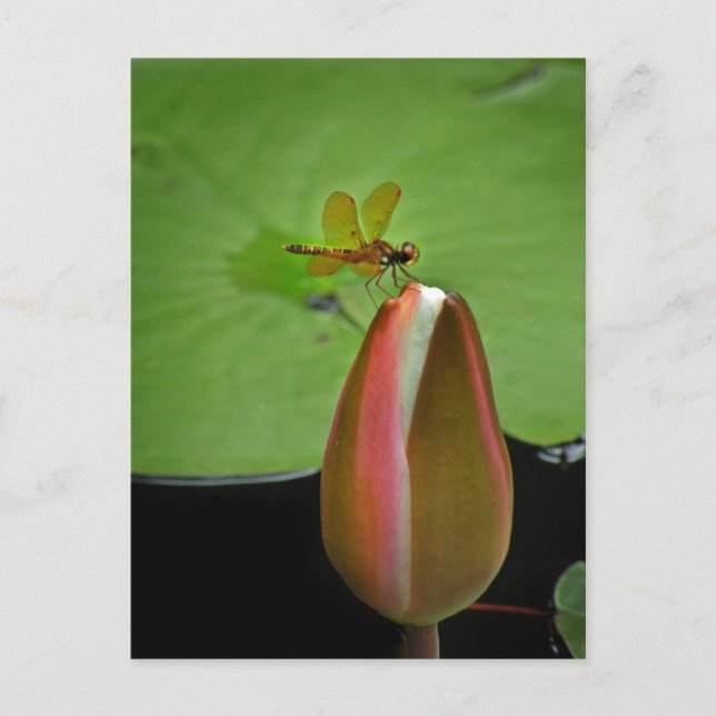 Amberwing Dragonfly Postkarte (Vorderseite)