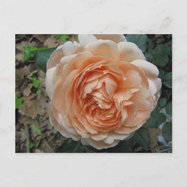 Ambridge-Rose in Vollblut Postkarte (Vorderseite)
