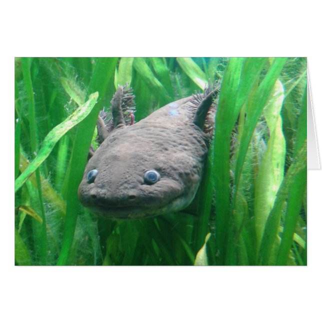 Ambystoma andersoni (Vorderseite (Horizontal))