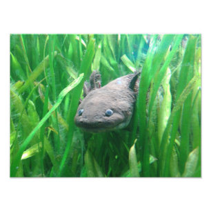 Ambystoma andersoni fotodruck