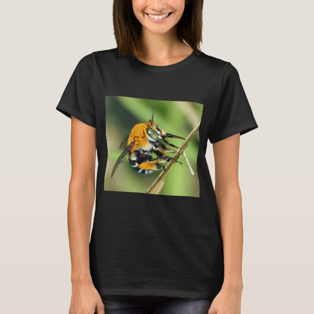 Amegilla cingulata T-Shirt (Vorderseite)