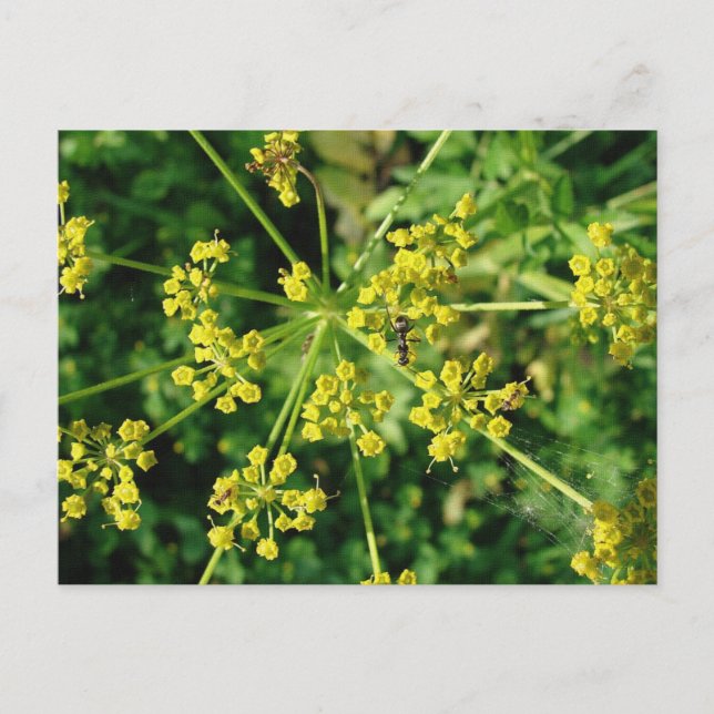 Ameise, Netz und Unkraut Postkarte (Vorderseite)