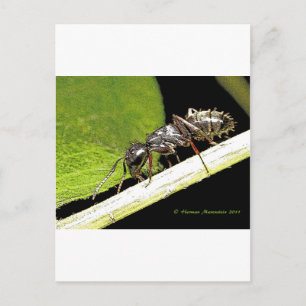 Ameise Postkarte