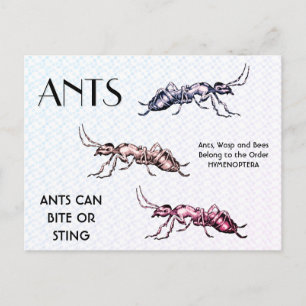 Ameisen Insekten Käfer Kriechtiere Postkarte