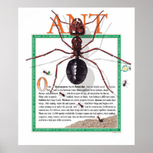 Ameisen-Plakat Poster